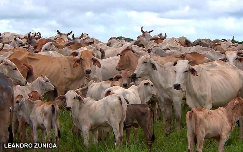BUFALO